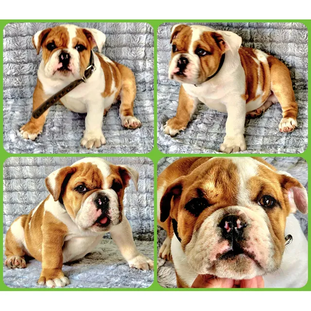 Bulldog Ingles Machito ''bruno'' - Excelente Linaje. Full. Bayo Con Señas Blancas