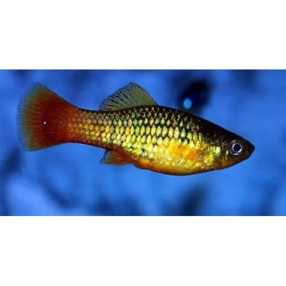 Pacote C/10 Peixes Plati Variatus -água Doce- Aquário