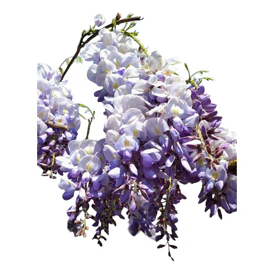 Glicina Violeta Aromática -trepadora De Hermosas Flores
