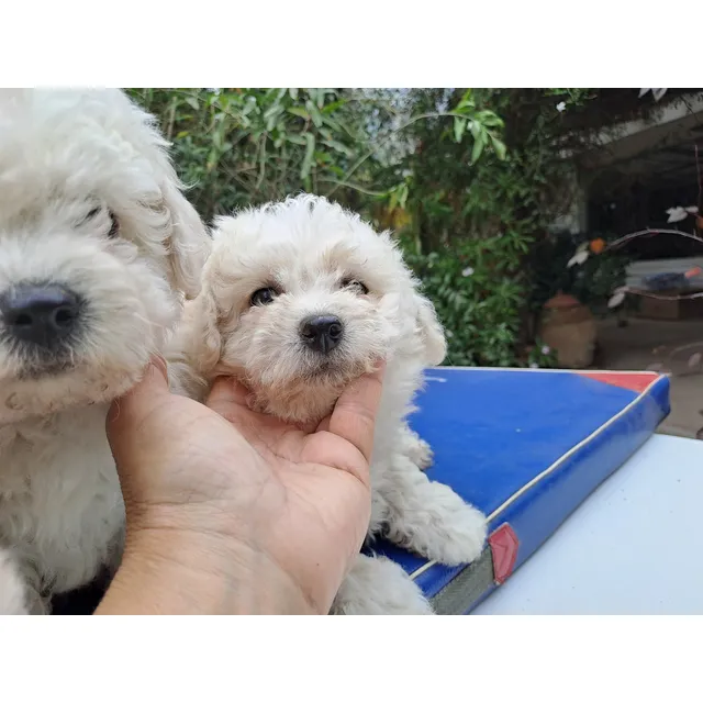 Bichón Frisé Blanco