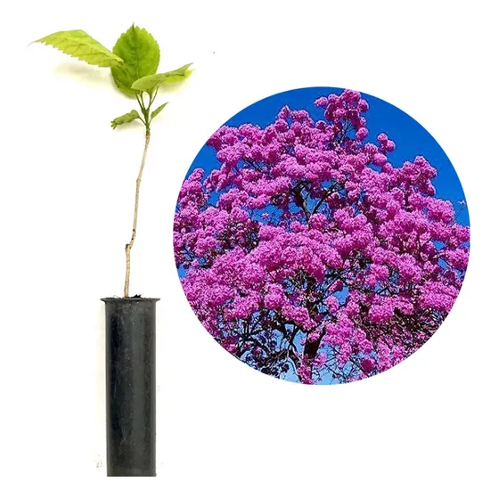 Ipê Roxo Muda Maravilhosa Pequena Bem Enraizada 10 Mudas