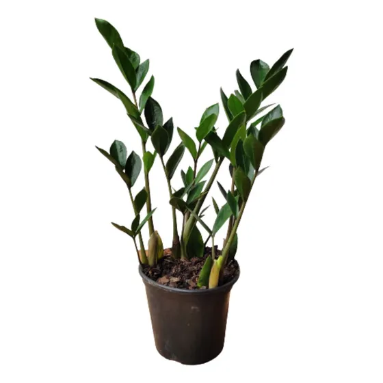 Muda Zamioculca (planta Da Fortuna)