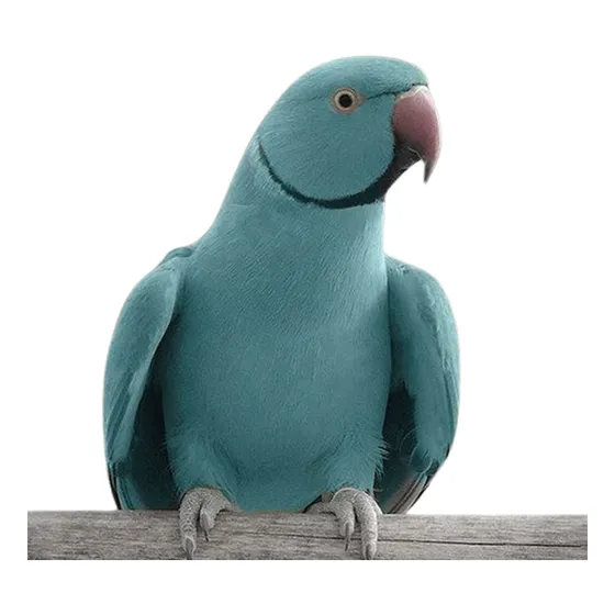 Filhote Ring Neck Mansinho Pet Reserva Só Rj