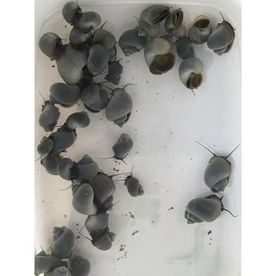 Ampulária - Pomacea Diffusa - Azul Und.