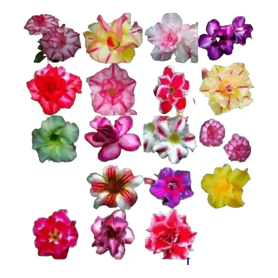 Semillas De Adenium Obesum Ó Rosa Desierto X 50 Sem Mixtas 