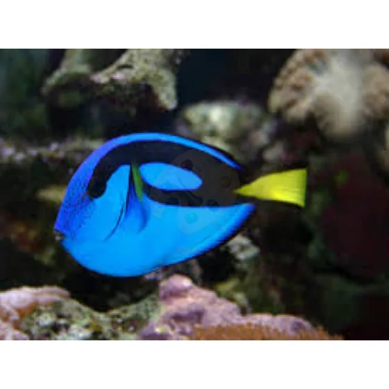 Peixe Marinho Tang Hepatus Pq