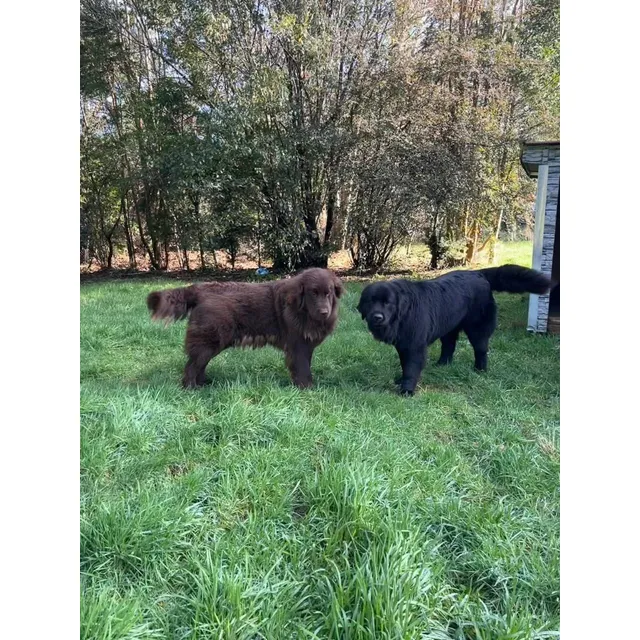 Hermosas Cachorras Terranova 45 Días Marrón