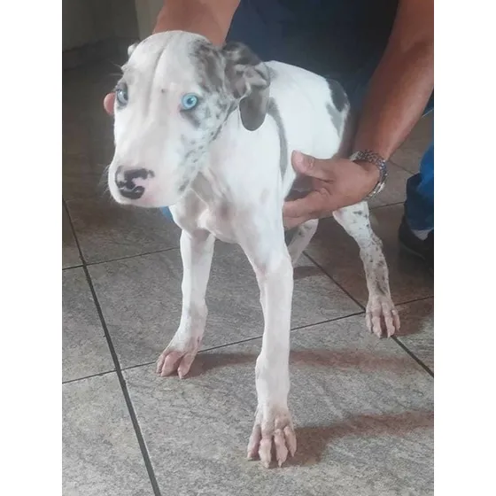 Cães Filhotes Da Raça Dogue Alemão A Pronta Entrega