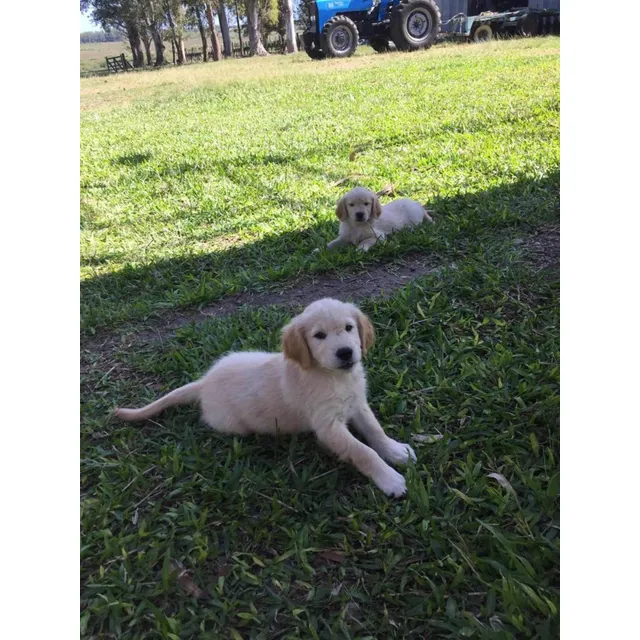 Perros Golden Retriever