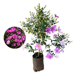 Linda Muda De ManacĂĄ Da Serra AnĂŁo - Ideal Para Jardins Linda Muda De ManacĂĄ Da Serra AnĂŁo - Ideal Para Jardins