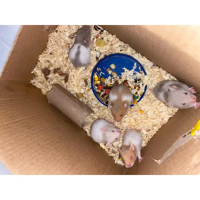 Hamster Sirio