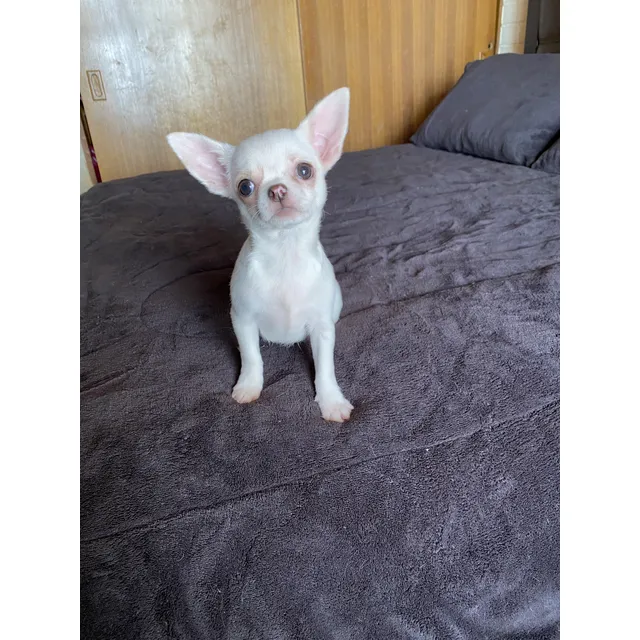 Chihuahuas Hermoso Inscritos En Kcc