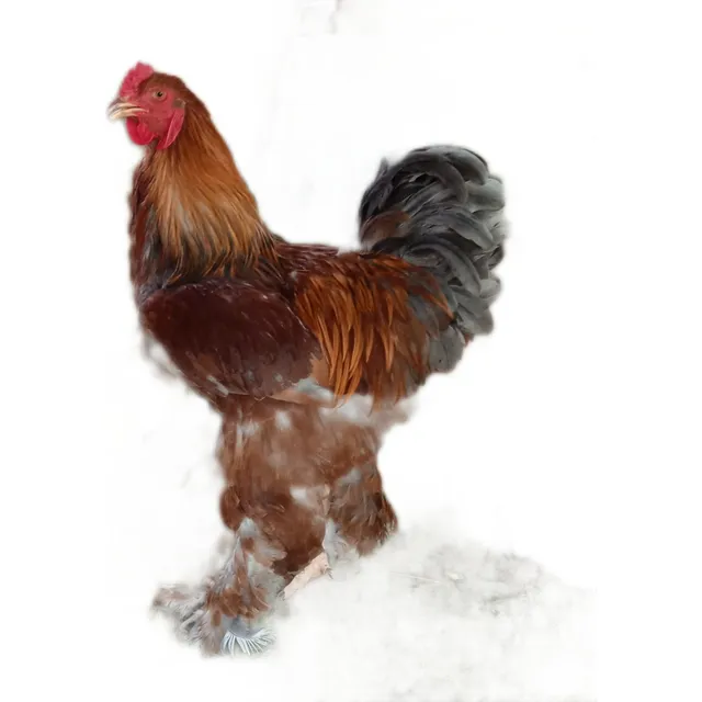 Huevos Fértiles De Raza Brahma Gigante 