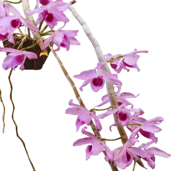Orquidea Dendrobium Anosmum Tipo * Adulta *