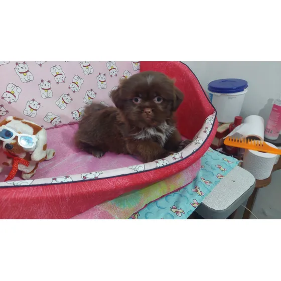 Filhote De Shihtzu Macho Chocolate