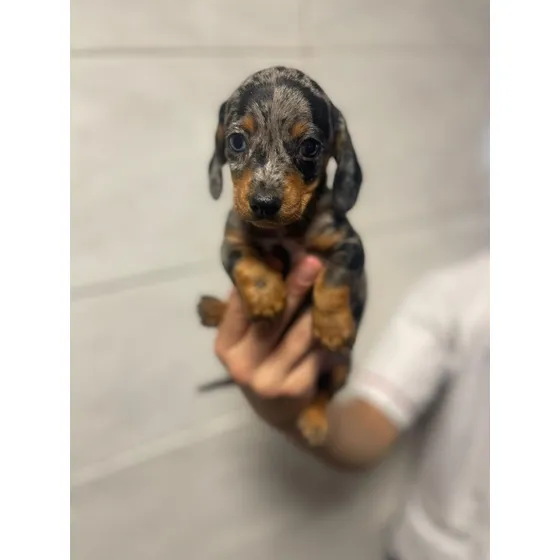 Cachorros De Salchichas Mini