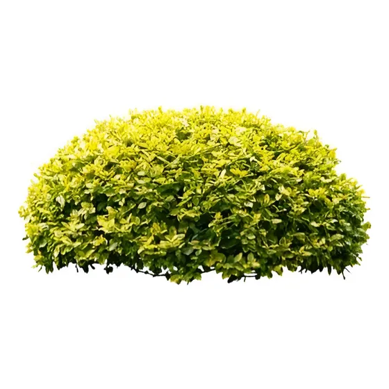Ligustrina Amarilla Planta Para Cierre Ornamental