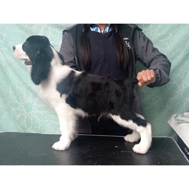 Springer Spaniel. Ingles