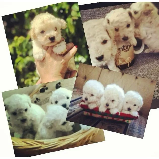 Caniche Mini Toy Beige Hembra  Foto Papas