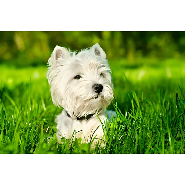 Perros West Highland White Terrier Cachorros Westie Puppy