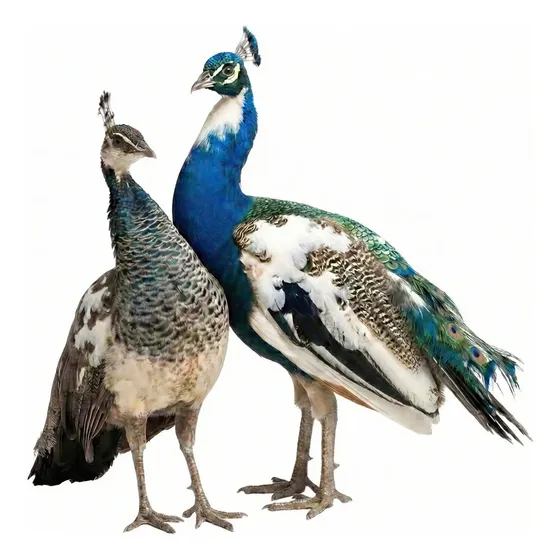 Pavo Real Arlequín (pavo Cristatus) - Pareja Joven - Quito