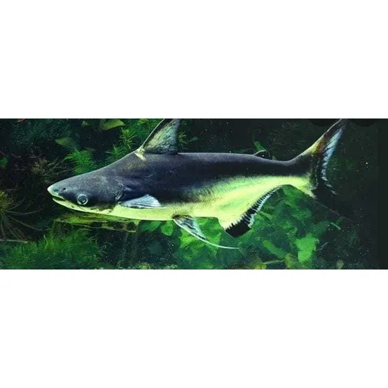 Peixe Panga Pangacius 5 Unidade,entregas Rio De Janeiro 24h
