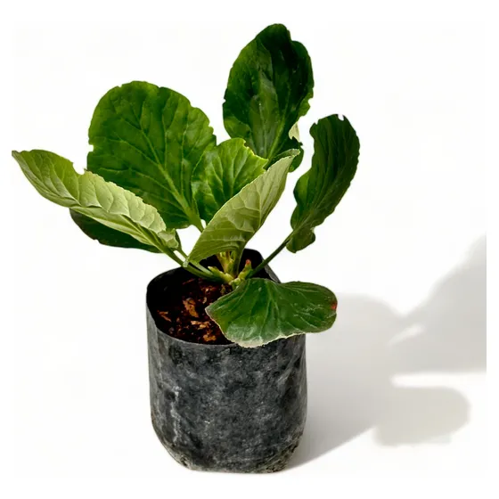 Hortensia De Invierno / Planta Ornamental / Grandes