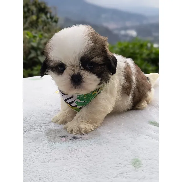 Perro Shih Tzu Mini Precio Venta Medellin Cali Shitzu Bogota