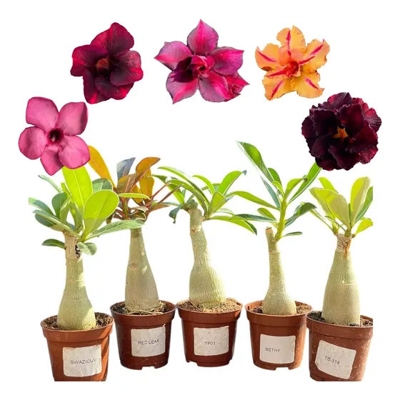 Rosa Deserto Dupla Tripla Enxerto Identificada Escolha A Sua