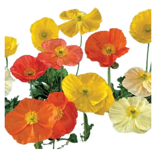 200 Sementes De Papoula Colorida - Papaver Nudicale Flor