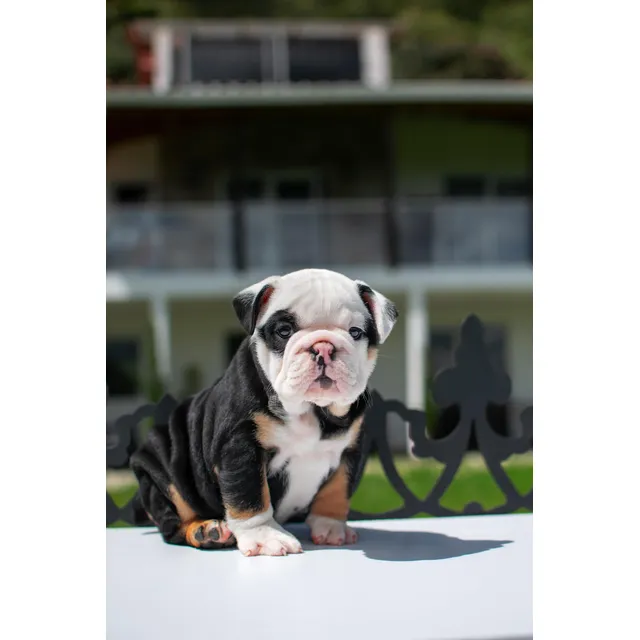 Cachorros Bulldog Ingles Hembra