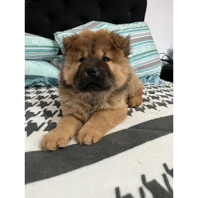 Cachorros Chow Chow Leer Descripción