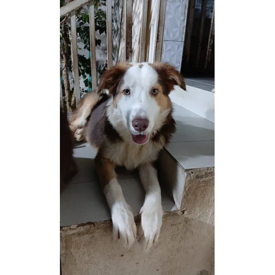 Filhotes Boder Collie