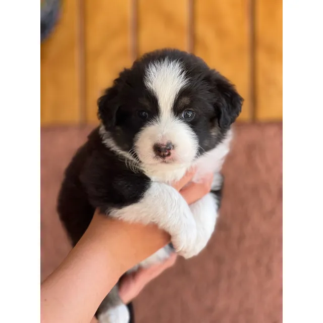 Reserva Cachorros Pastor Americano Miniatura