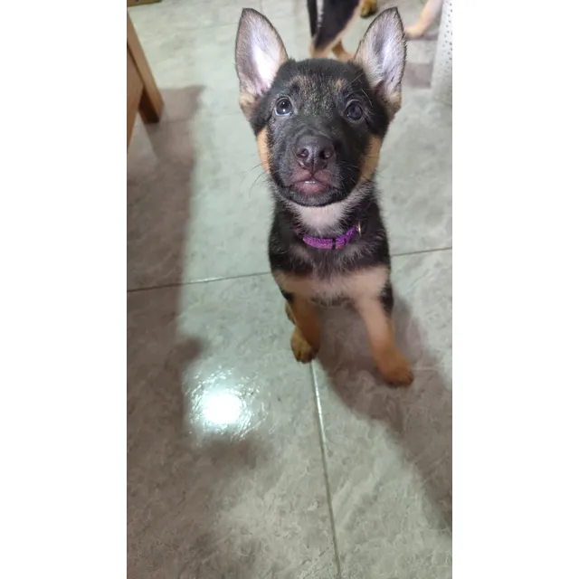 Cachorra Pastor Alemán Pelo Corto