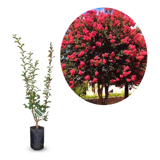 Resedá Vermelho 1 Muda Árvore De Júpiter Lindo Pavimentação