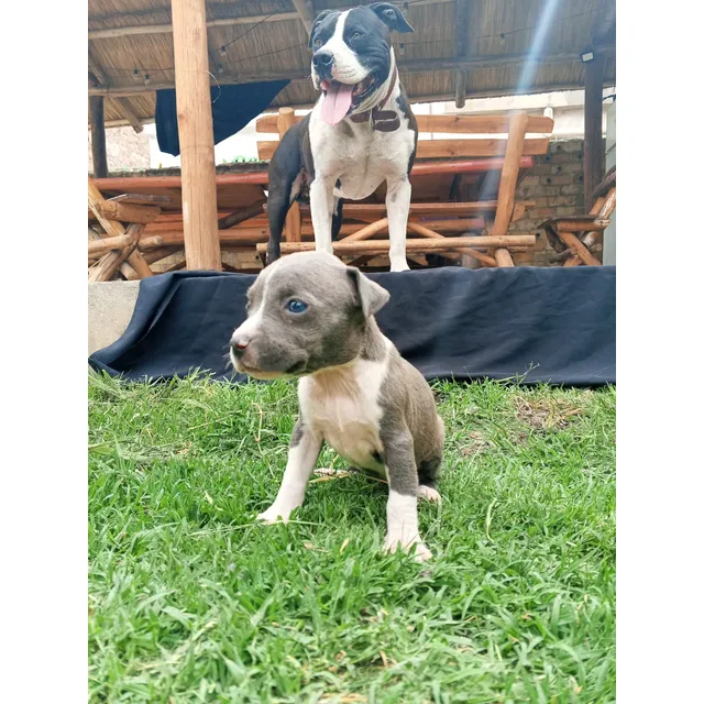 Pitbull Cachorros