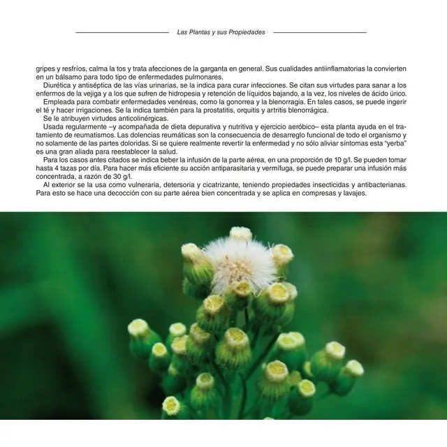 Plantas Medicinales Silvestres Del Centro De Argentina Libro