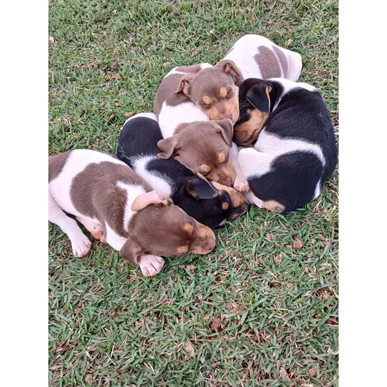 Filhote De Cachorro Raça Fox Paulistinha Com Pedigree.