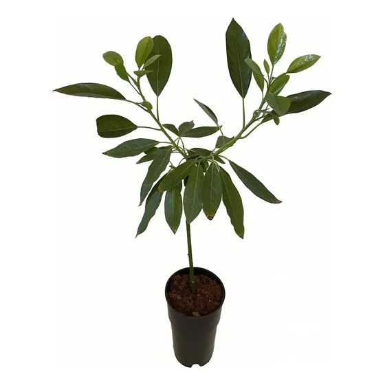 Arbol De Palta Injertada Variedad Hass