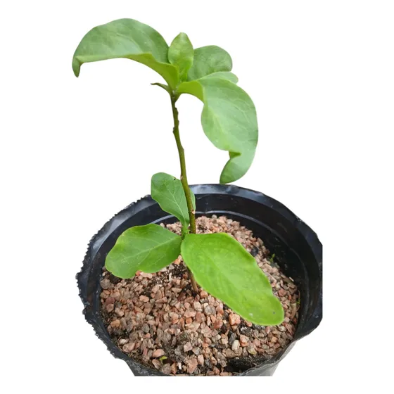Arbusto Jazmín Paraguayo