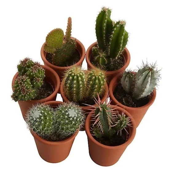 Mini Cactos Para Lembrancinhas Kit C/15 + (brinde)