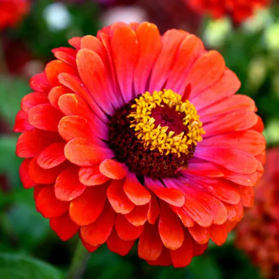 Flor Zínia Gigante Sortida E Multicolorida 150 Sementes