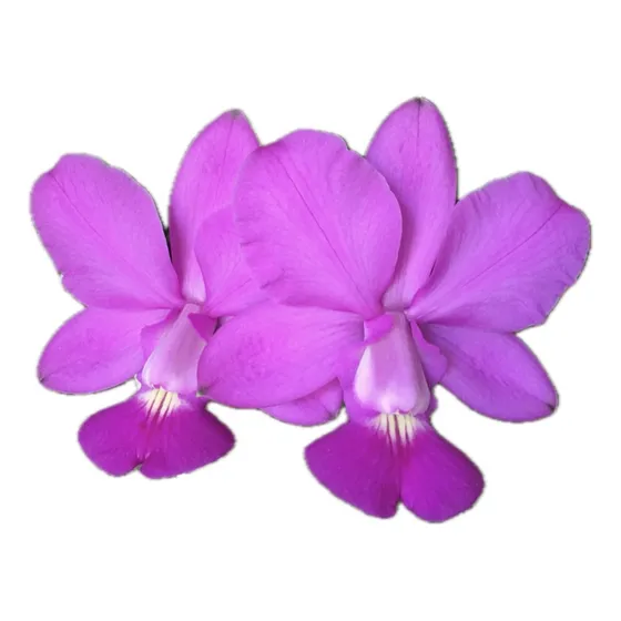 Cattleya  Walkeriana Dona Nega X Dayane Wenzel