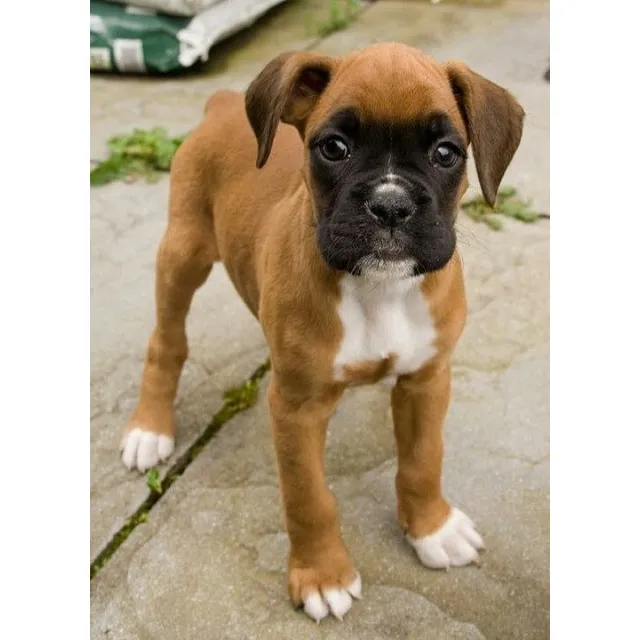 Cachorros Boxer Perros Colombia Medellín Bogotá Cali Pets