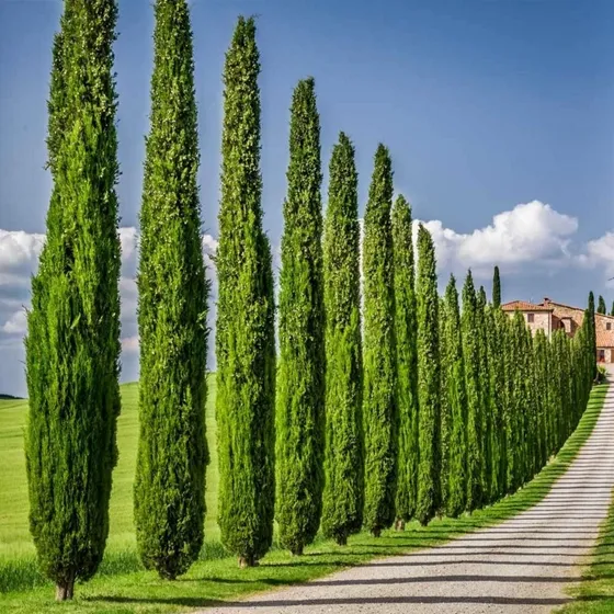 Semillas De Cipres Italiano 15 Semillas. Pino Columnar