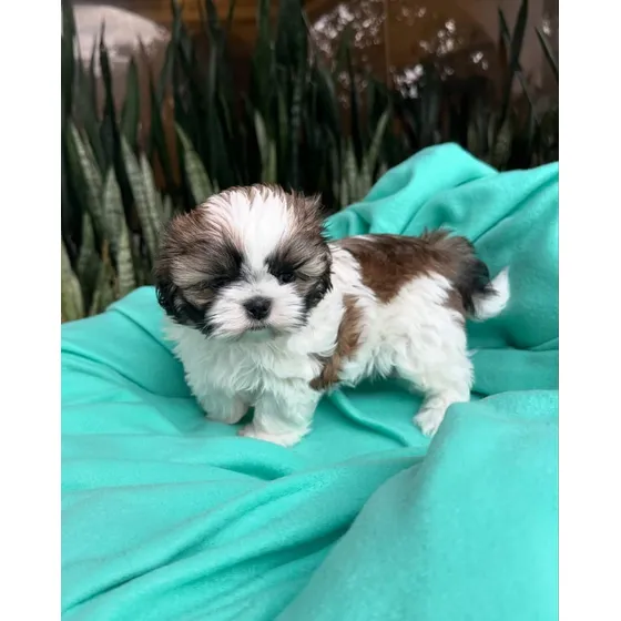 Cachorros Shihtzu Pedigrí Vacunados Tienda Física