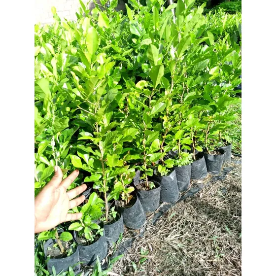 Plantas Limoncillo Para Cerca Viva 1000 Unds 70cm Altura