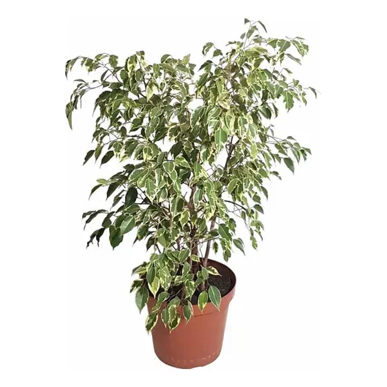 Ficus Benjamina - Ideal Interior - Envíos