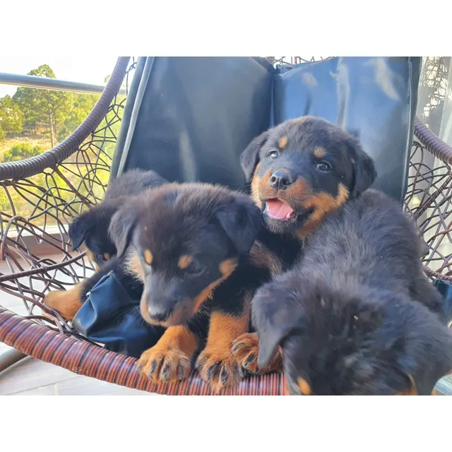 Cachorros Rotwailer 